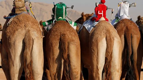 Las carreras más extrañas del mundo: robots a lomos de camellos