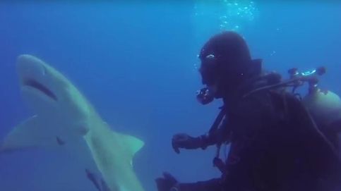 Un tiburón 'pide auxilio' a un buzo 
