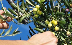 La ruta del mejor aceite de oliva