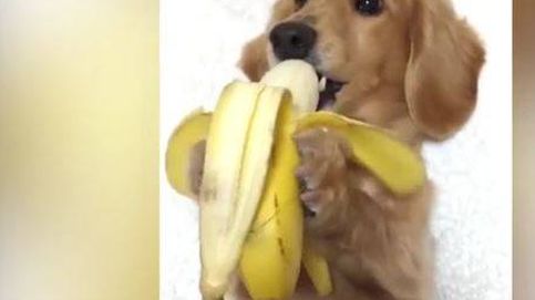 La hábil perrita y la técnica para comerse un plátano