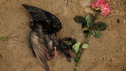Pájaros muertos, dibujos y conos de tráfico: lo que el Támesis esconde en sus profundidades