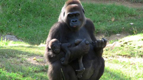 La acción protectora de esta madre gorila tiene en vilo a un zoo de Bélgica