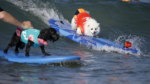 Surfistas 'caninos' en el séptimo concurso anual de surf para perros