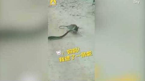 La pelea entre una rata y una serpiente con final inesperado
