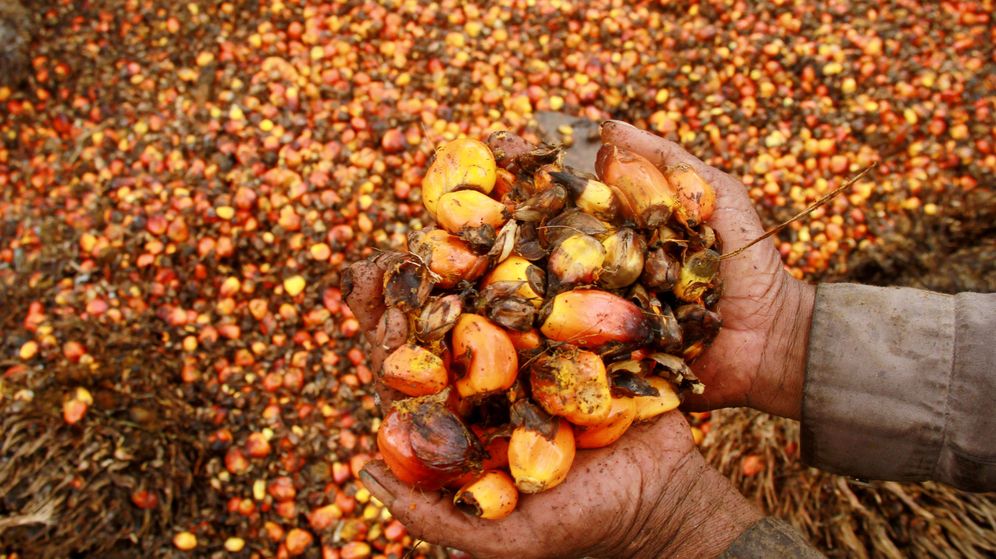 Foto: Un trabajador muestra frutos de palmera aceitera en la aldea de Topoyo, en Sulawesi, Indonesia, en marzo de 2017. (Reuters)
