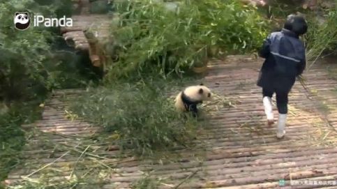 Un oso panda hiperactivo y bebé conquista las redes