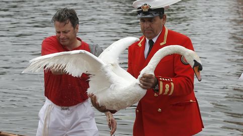 El tradicional recuento de cisnes en el Támesis 