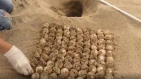Una tortuga pone más de cien huevos en una playa de Mataró