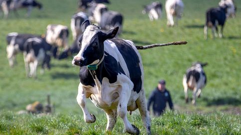 Vacas correteando por el prado y una misa con las fotos de los feligreses : el día en fotos