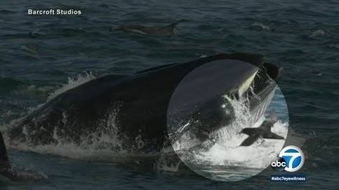 Una ballena se traga a un buceador y lo escupe con vida