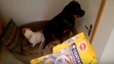 El gesto de arrepentimiento de dos perros que se han comido todas las 'chuches' sin permiso de su dueña