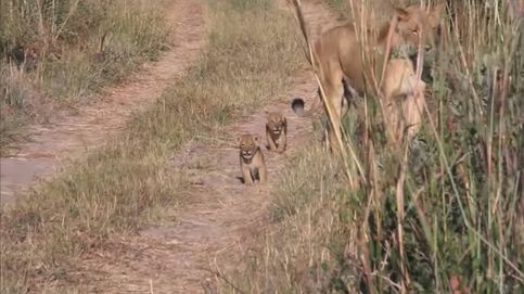 Así son los 'nietos' de Cecil: los cachorros no conocerán a su 'abuelo', el león más bello de Zimbabue