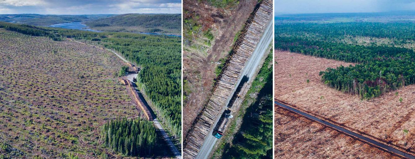 Tres arboles plantados por cada uno talado. La gran mentira de la industria maderera que explota los bosques del Ártico Imagen-sin-titulo
