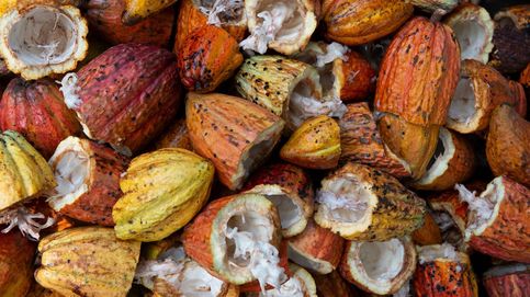 Los beneficios de tomar cacao, pero  siempre natural 