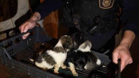Desmantelado en Alicante un criadero de perros clandestino