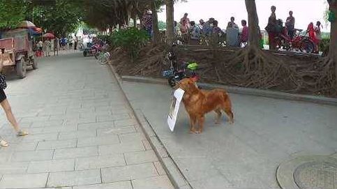 Un perro promociona un bar en China