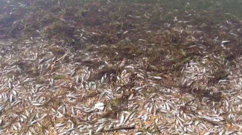 Miles de peces agonizan en el mar Menor