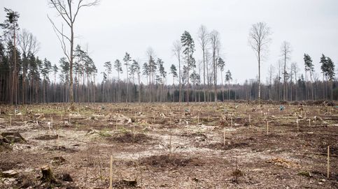 Bialowieza, el último bosque virgen de Europa, en peligro por la tala masiva de árboles