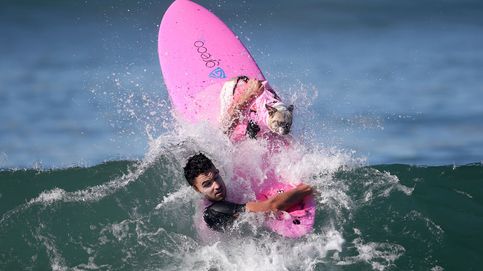 Los perros surfistas toman las playas de California