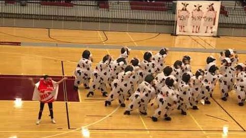 El baile viral de las vacas en EEUU