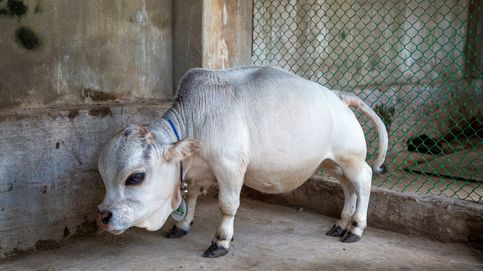 La vaca más pequeña del mundo y homenaje a las víctimas del covid: el día en fotos