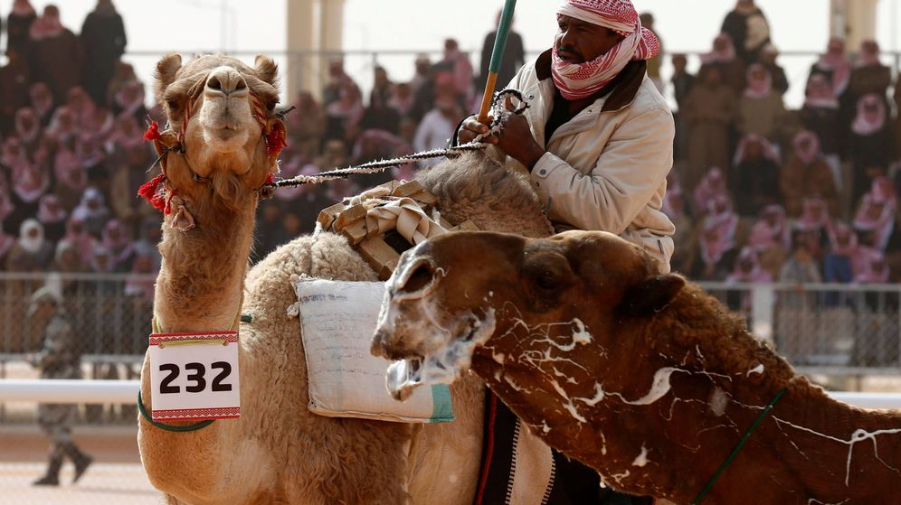 Foto: Doce camellos han sido descalificados por usar botox en el King Abdulaziz Camel Festival (Reuters)