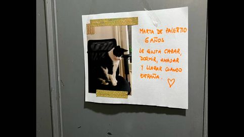 Marta de Palermo, la gata 'viral' en un ascensor