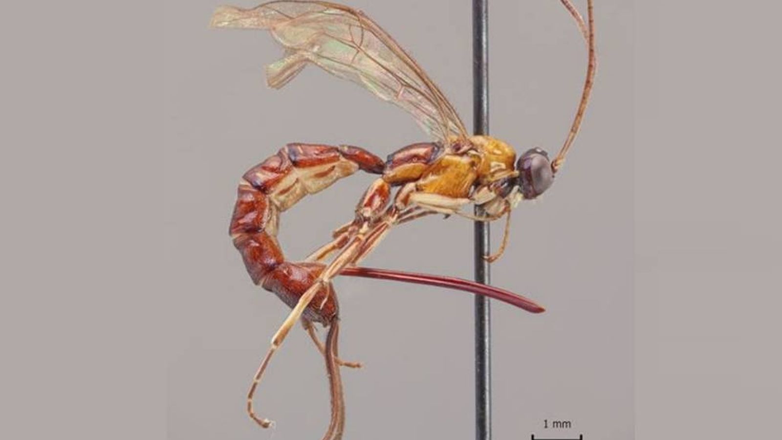 [Imagen: la-avispa-escorpion-el-parasitoide-con-u...1579565836]