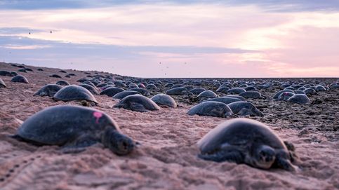 Miles de tortugas anidan en la Gran Barrera de Coral de Australia