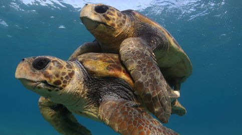 Milagro ecológico: las tortugas vuelven al mar tras décadas de conservación