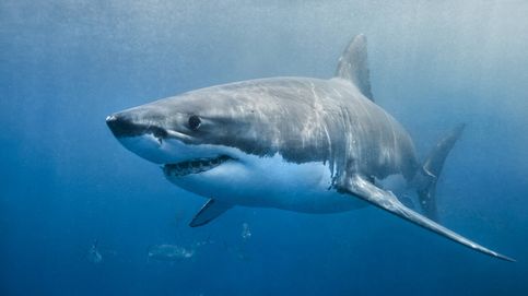 ¿Por qué no ves grandes tiburones blancos en los acuarios?