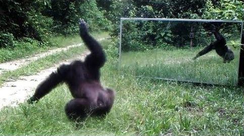 ¿Cómo actúa un chimpancé delante de un espejo?