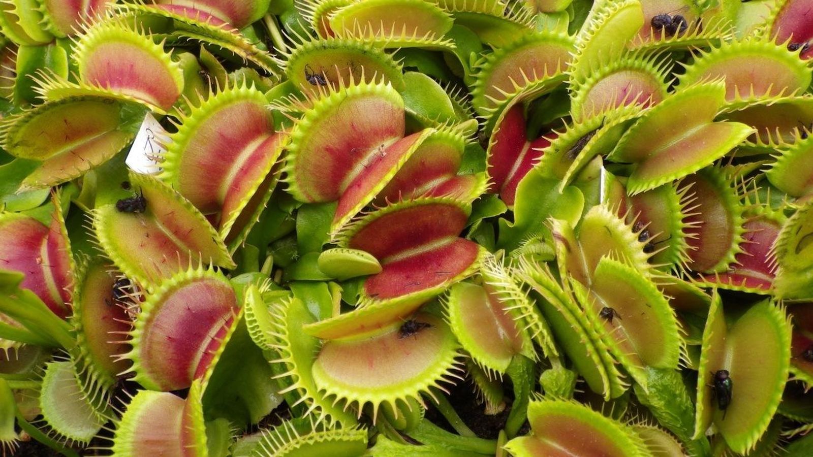 Flora salvaje: veinte de las plantas más venenosas y extrañas del mundo