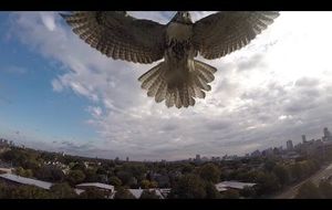 El halcón que derribó al drone