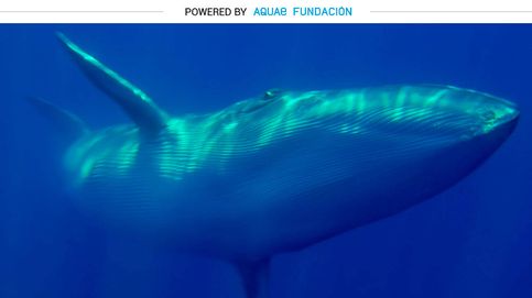 El 'galgo del mar': esta ballena alcanza los 37km/h