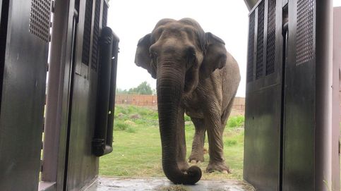 Después de un viaje de 36 horas, la elefanta Ramba llega su nuevo hogar