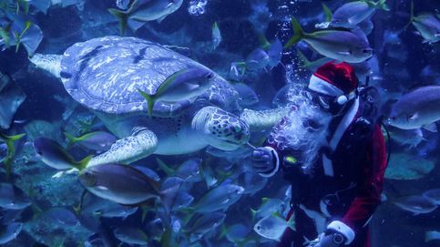 Papá Noel visita un acuario en Kuala Lumpur y sube el precio del marisco: el día en fotos 