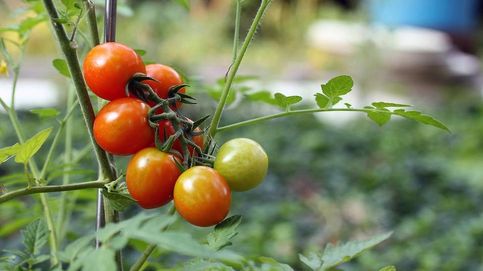 Todo sobre los tomates: cuáles escoger y para qué platos