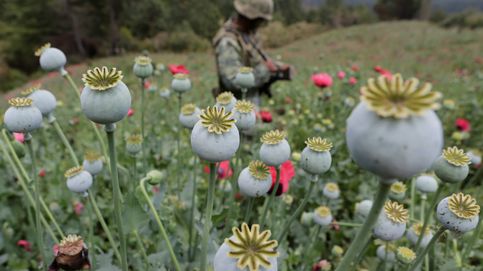 Así lucha México contra los cultivos de opiáceos
