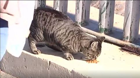 Un carnet en Cádiz para habilitar a algunos vecinos a alimentar a gatos callejeros