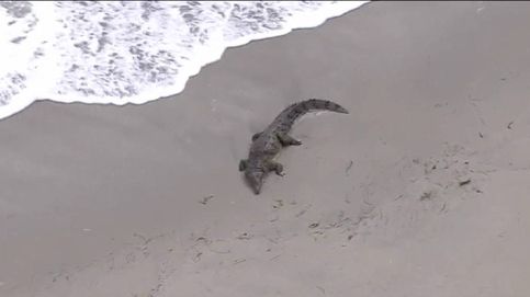 Evacúan una playa en Florida tras la aparición de un cocodrilo de dos metros