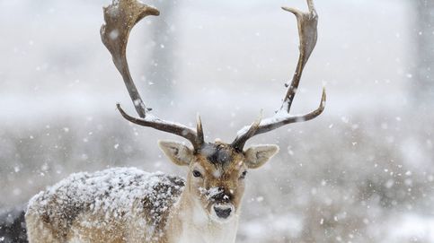 Rescatan a un ciervo que se quedó atrapado en la nieve tras una avalancha