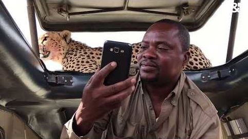 Un guepardo asalta su coche y terminan haciéndose 'selfies'