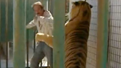 Un tigre ataca a su domador en directo en 'Espejo público'