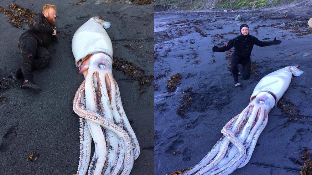 Foto: Daniel Aplin, junto al calamar gigante. (Facebook.com/OceanHunterTeam)