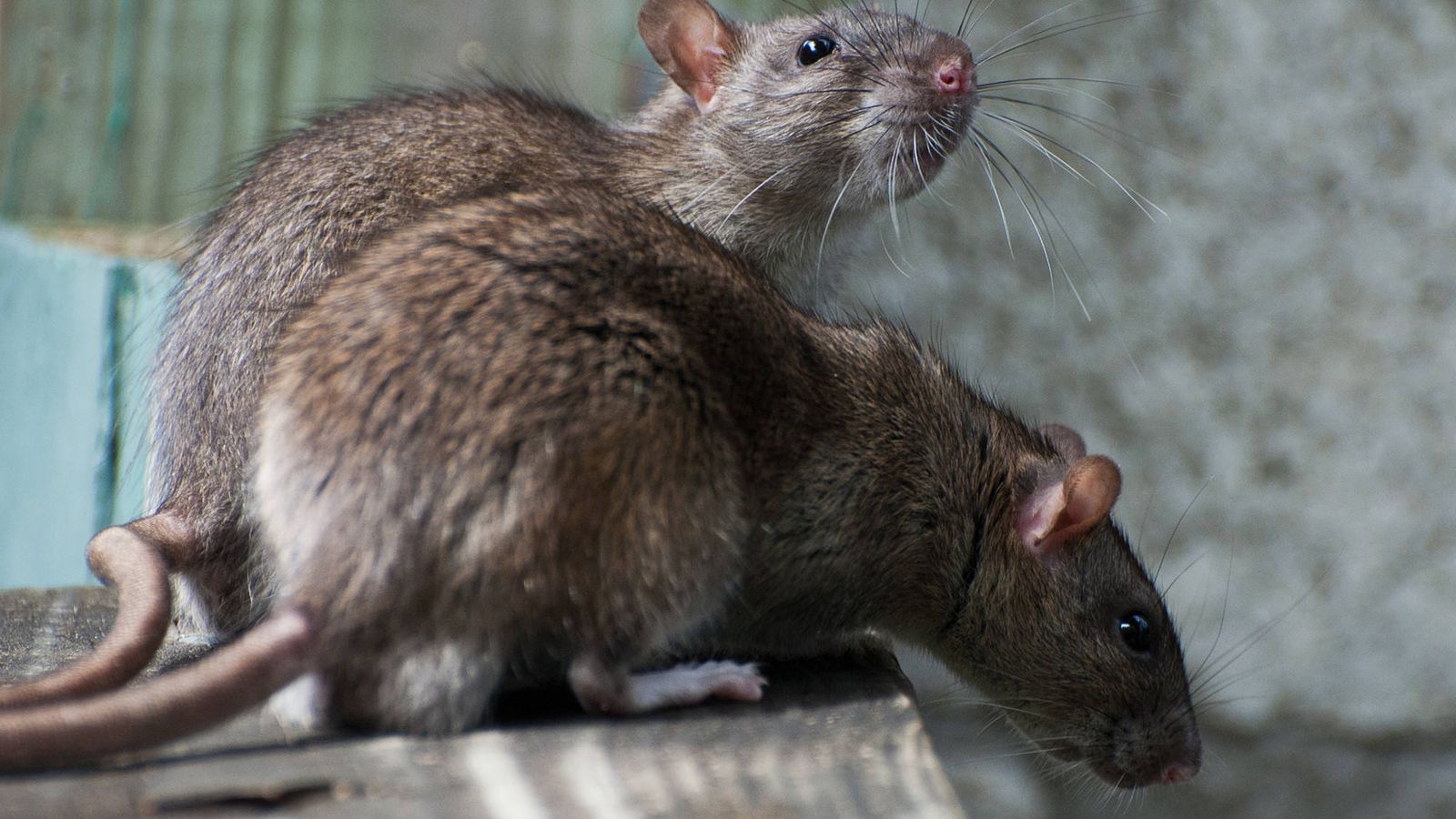 Por qué las ratas en el ático son una preocupación