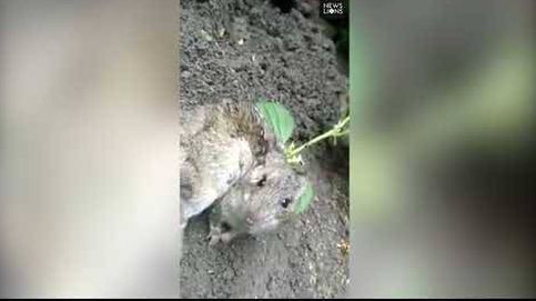 Encuentran una rata con una planta creciendo en su espalda