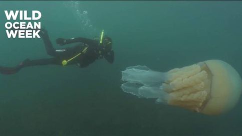 Aparece una medusa gigante en el sudeste de Inglaterra