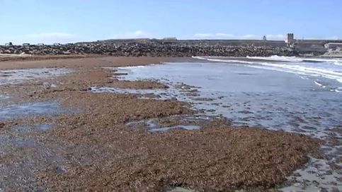 Miles de algas asiáticas invaden la costa de Tarifa (Cádiz)