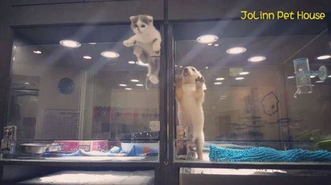 La versión animal del balcón de Romeo y Julieta: la sincera amistad de un gatito y un cachorrito de perro